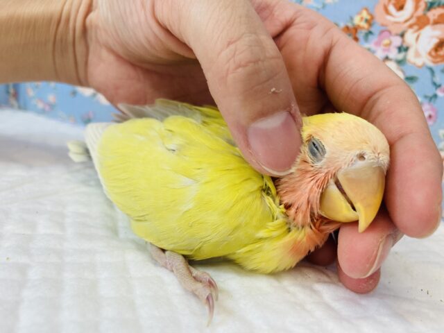 コザクラインコ（小桜インコ）