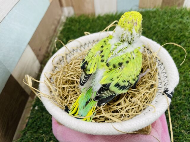 最新画像あります☆模様が少なくとっても可愛いライムちゃん💕セキセイインコのオパーリン! セキセイインコ