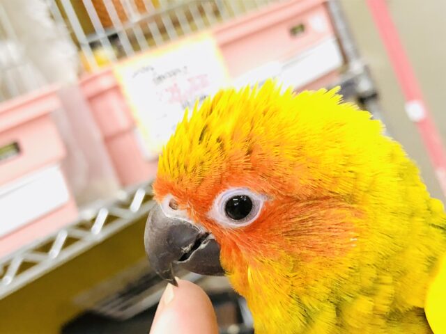 コガネメキシコインコ