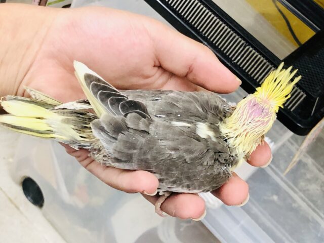 オカメインコ
