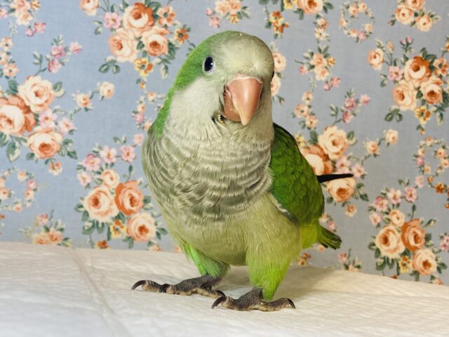 オキナインコ