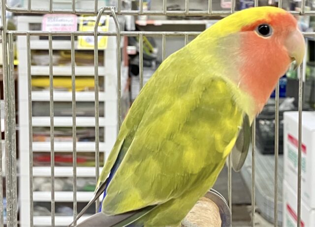 コザクラインコ（小桜インコ）