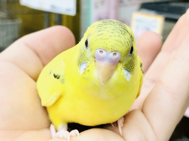 セキセイインコ