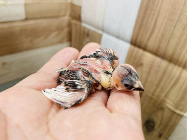 十姉妹（ジュウシマツ）