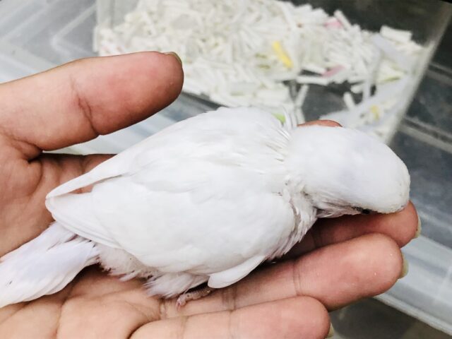 セキセイインコ