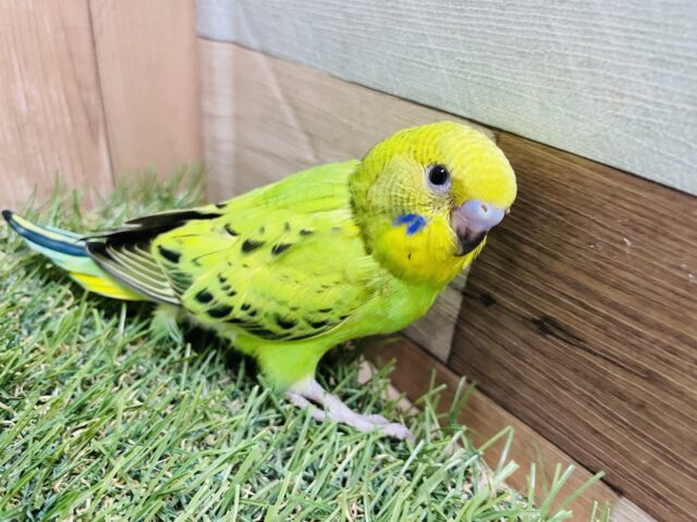 セキセイインコ