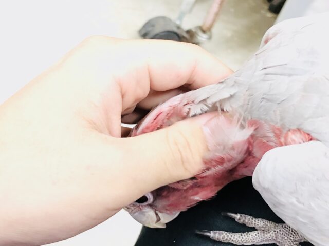 モモイロインコ