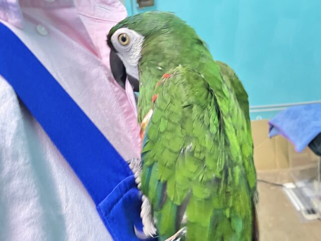 ヒメコンゴウインコ