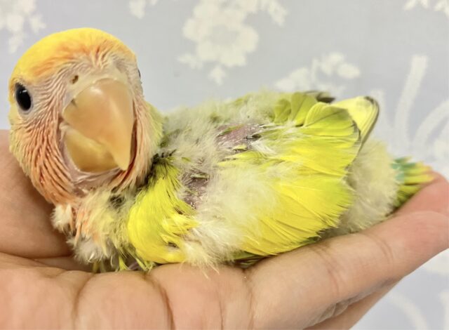 コザクラインコ（小桜インコ）
