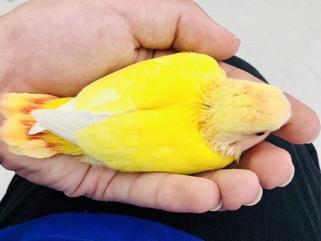 コザクラインコ（小桜インコ）