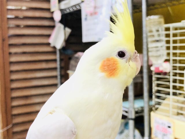 オカメインコ