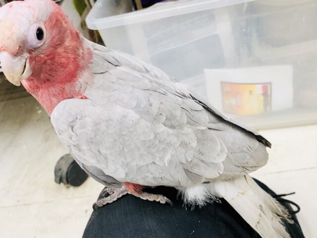 モモイロインコ