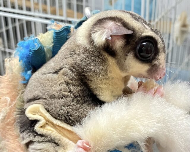 フクロモモンガ