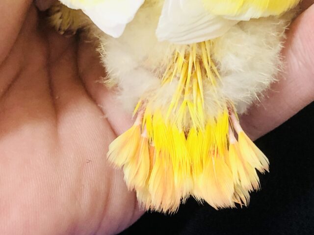 コザクラインコ（小桜インコ）