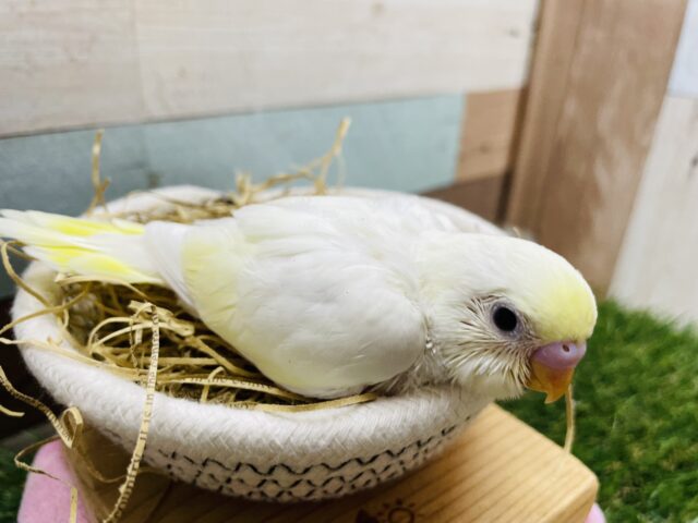 セキセイインコ