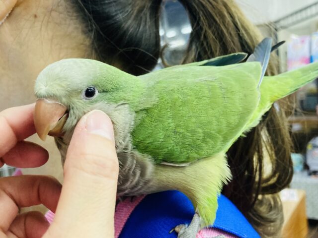 オキナインコ