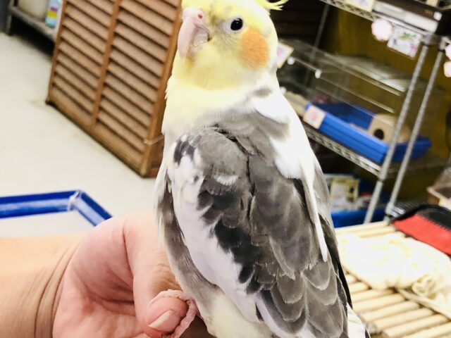 オカメインコ