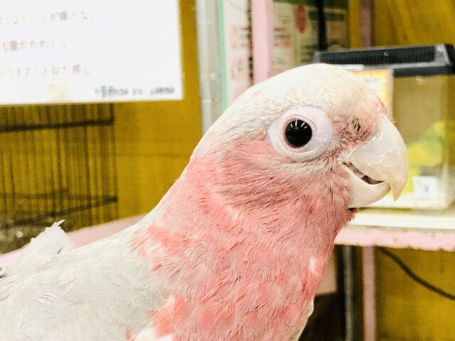 モモイロインコ