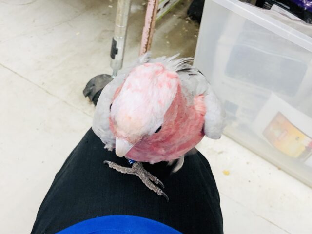 モモイロインコ