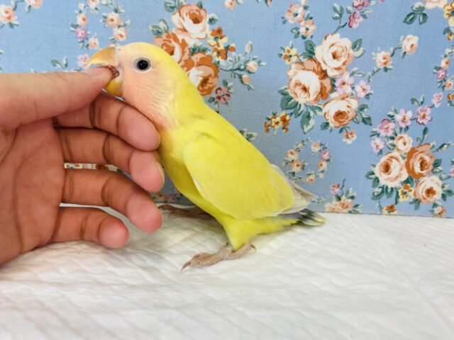コザクラインコ（小桜インコ）