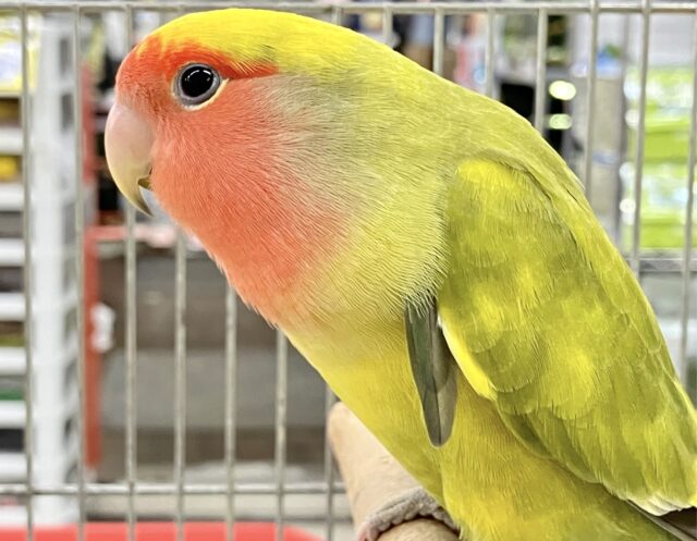 コザクラインコ（小桜インコ）