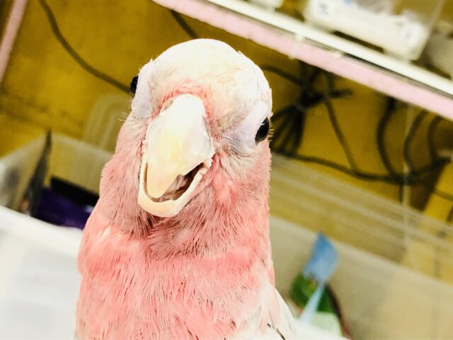 モモイロインコ