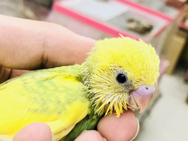 セキセイインコ