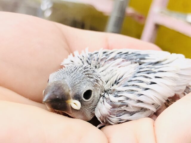 シルバー文鳥