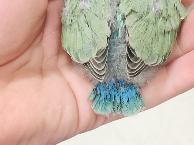 コザクラインコ（小桜インコ）