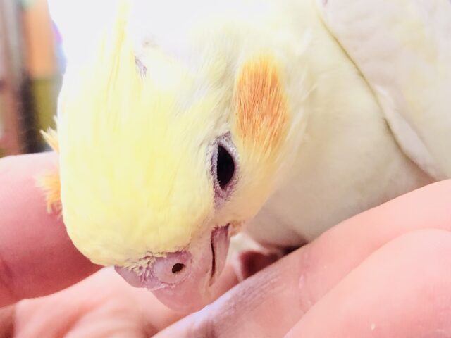 オカメインコ