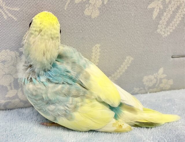 ❣️最新画像❣️走り回るよ〜!! セキセイインコ(パステルレインボーパイド) 2023年9月生まれ セキセイインコ