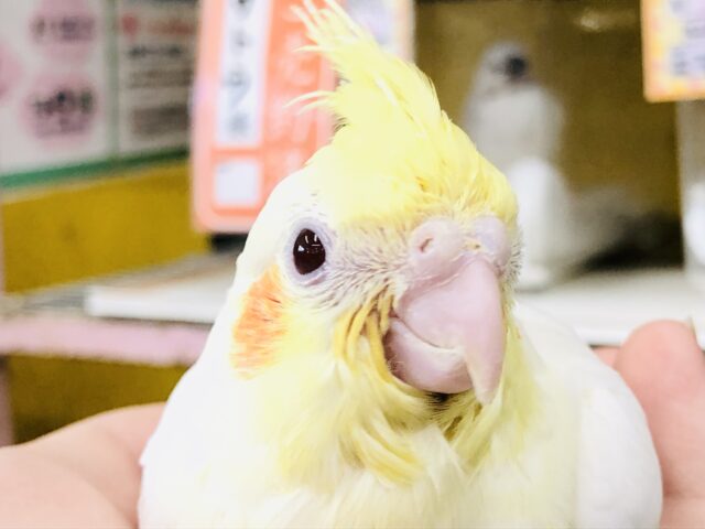 オカメインコ