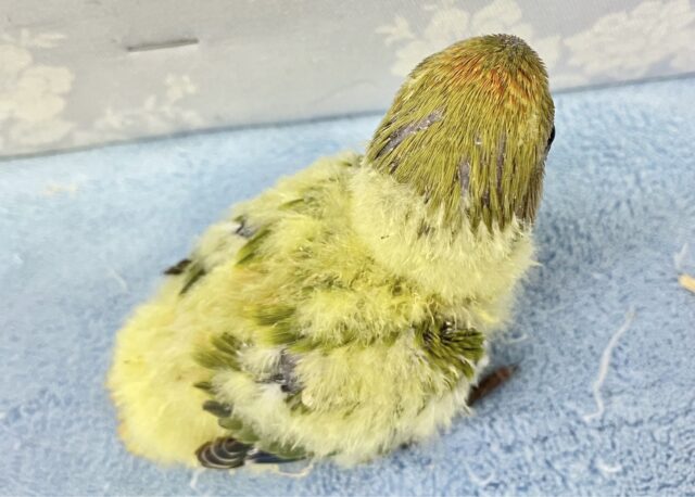 コザクラインコ（小桜インコ）