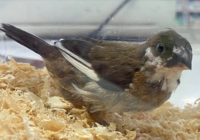 十姉妹（ジュウシマツ）