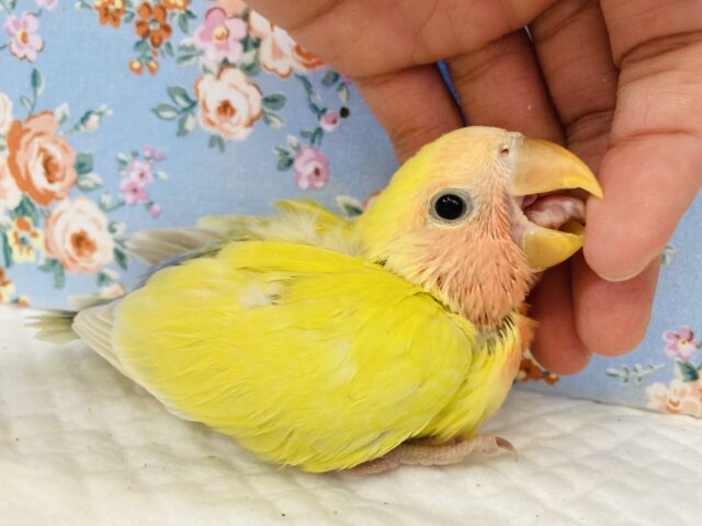 コザクラインコ（小桜インコ）