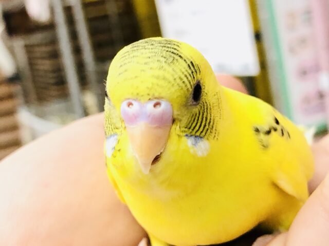 セキセイインコ