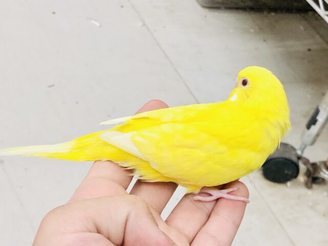 セキセイインコ