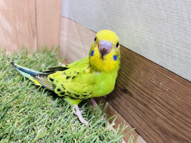セキセイインコ