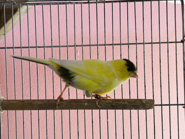 ローラーカナリア