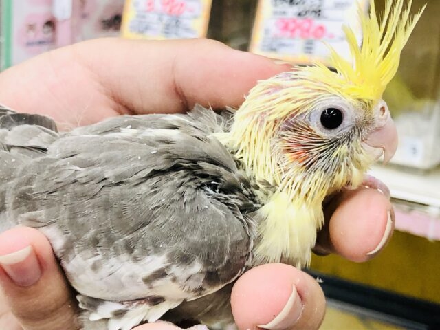 オカメインコ