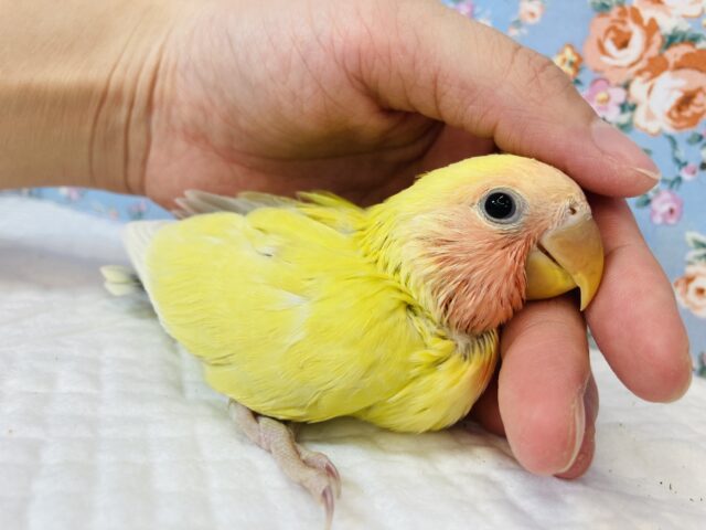 コザクラインコ（小桜インコ）