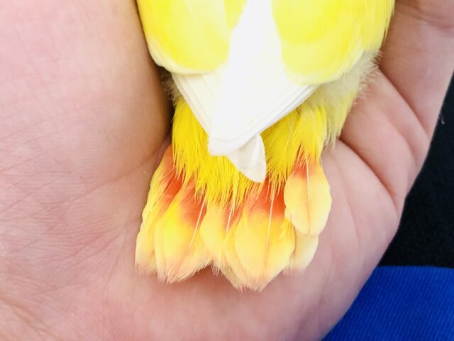 コザクラインコ（小桜インコ）