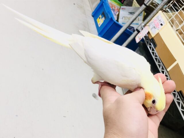 オカメインコ