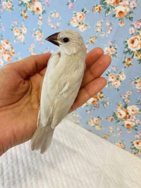 シルバー文鳥