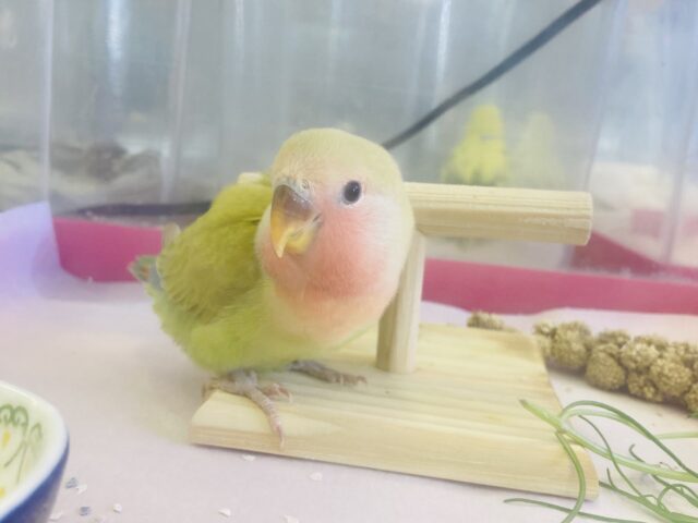 コザクラインコ（小桜インコ）