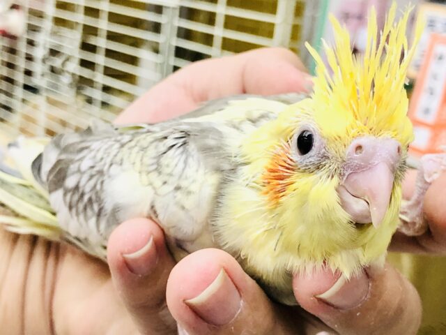 オカメインコ