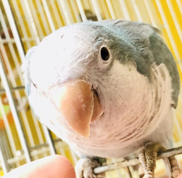 オキナインコ