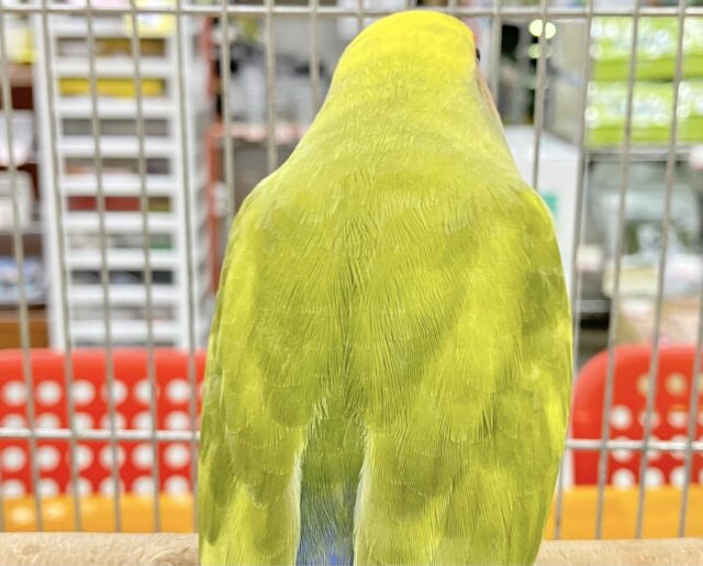 コザクラインコ（小桜インコ）