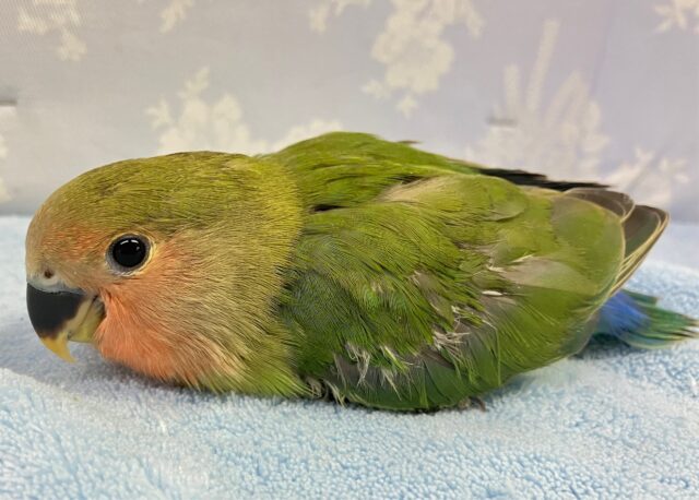 コザクラインコ（小桜インコ）