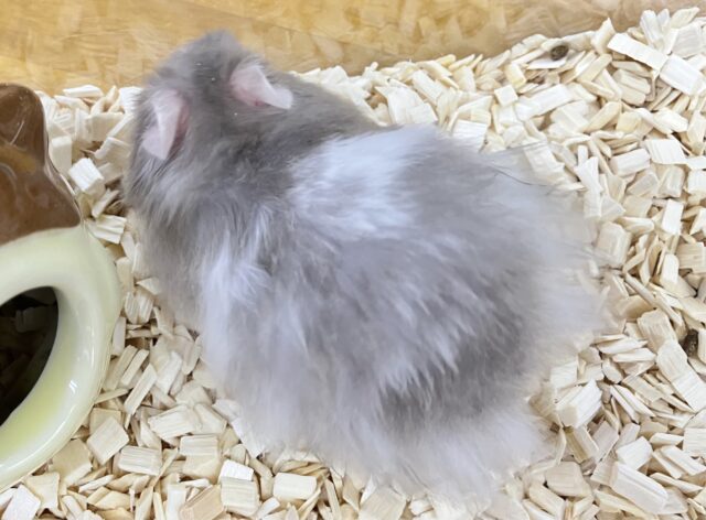 ゴールデンハムスター